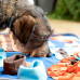 Snuffelmat voor honden - Speelmat